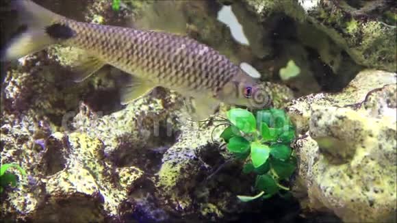 鱼水族馆水下爱好视频的预览图