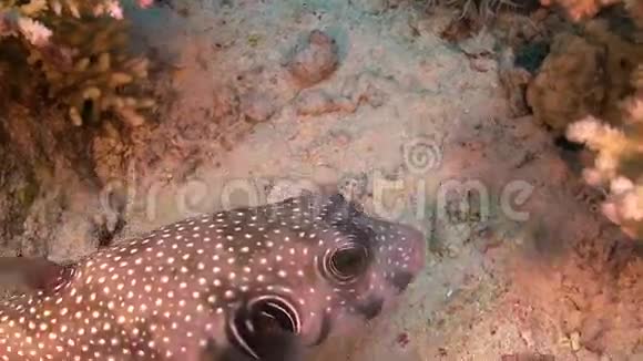 珊瑚礁上的鱼视频的预览图