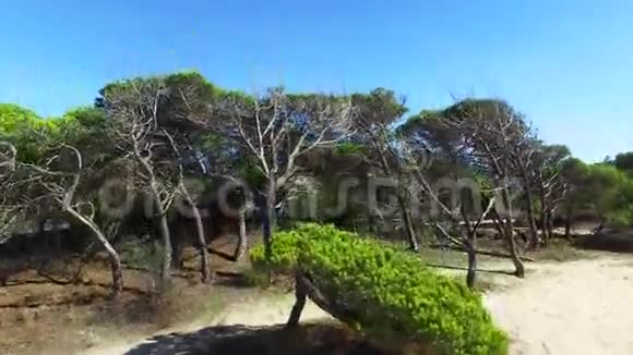 森林葡萄牙阿尔加维航空视频的预览图