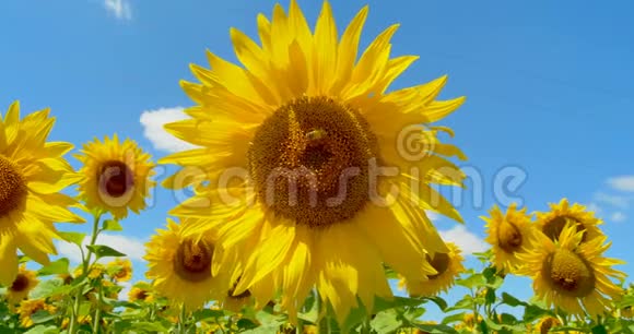 蜜蜂工作向日葵阳光明媚的天气和蓝天视频的预览图