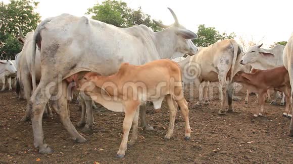 奶牛和小牛在草原上哺乳视频的预览图
