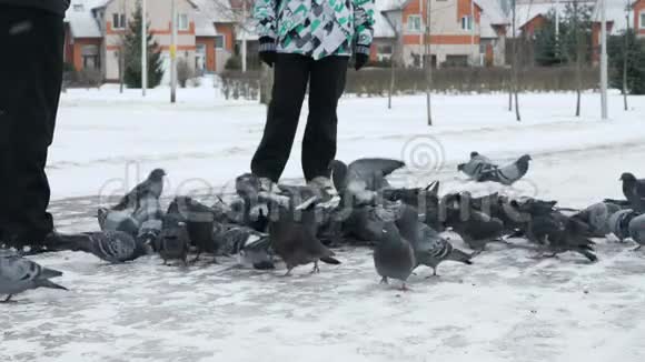 人们在公园里喂一大群鸽子视频的预览图