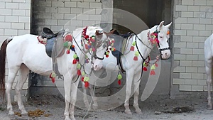 传统的白马骑马视频的预览图
