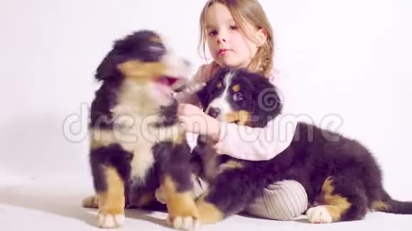 一只伯尔尼牧羊犬的女孩和两只小狗视频的预览图