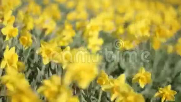 黄色喇叭花田水仙春日视频的预览图