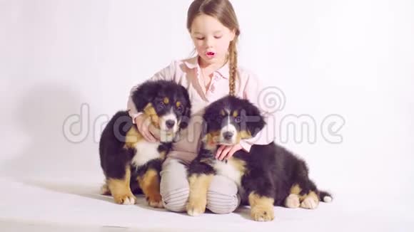 一只伯尔尼牧羊犬的女孩和两只小狗视频的预览图