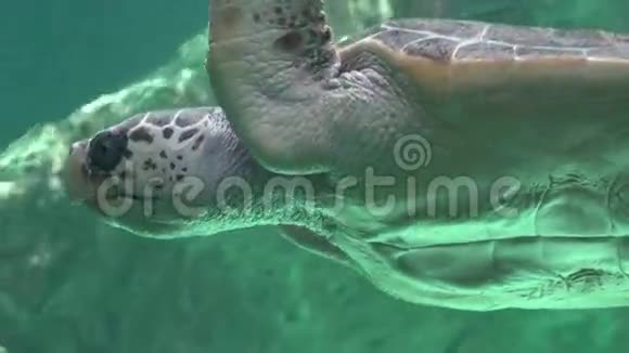 海龟和海洋生物视频的预览图