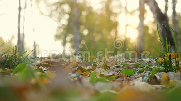 秋天干燥的叶子在秋天公园里缓慢地落在地上美丽的秋林阳光灿烂1920x1080视频的预览图