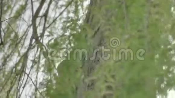 垂柳树阳光花视频的预览图