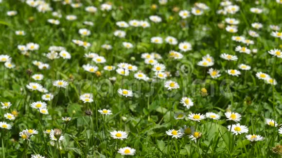草地上的雏菊夏天的花视频的预览图