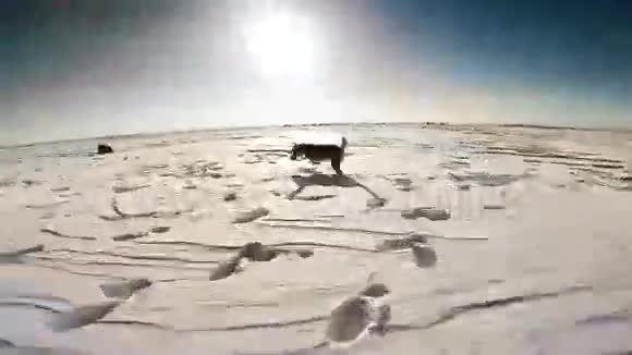在雪场上叫贝格犬视频的预览图