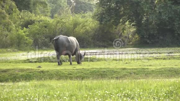 野牛在农村视频的预览图