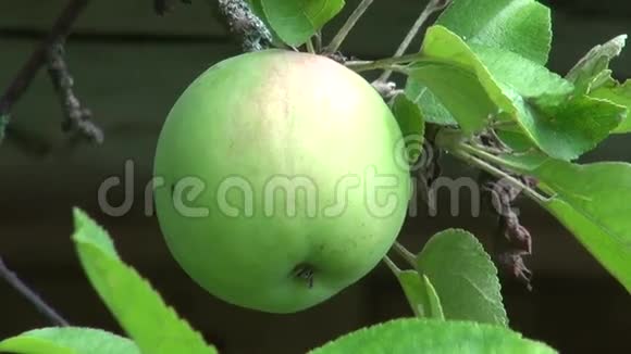 苹果树树枝上的绿苹果在视频的预览图