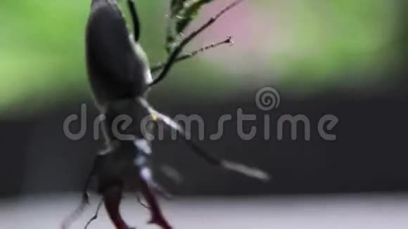 大甲虫紧贴树枝稀有甲虫种类视频的预览图
