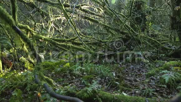 苔藓覆盖的树枝雨林视频的预览图