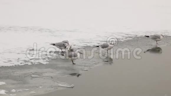 水鸟冰冻河上的海鸥视频的预览图