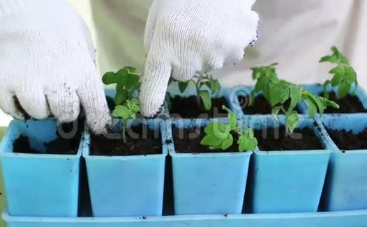 园艺将番茄幼苗移栽到个别盆中视频的预览图