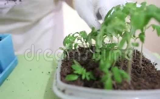 园艺将番茄幼苗移栽到个别盆中视频的预览图