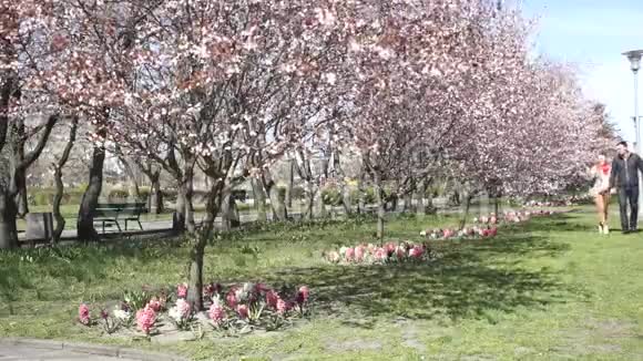 阳光明媚的一天一对夫妇在樱花公园放松视频的预览图