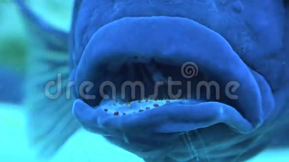 水族馆里的大蓝怪鱼蓝色背景4K超高清超高清视频的预览图