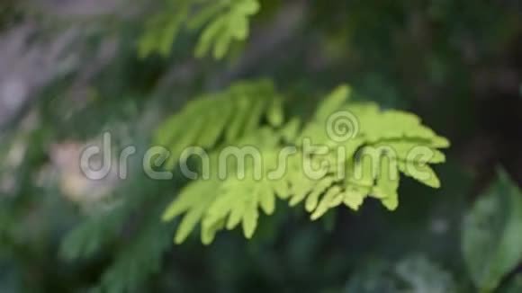 绿叶在空中移动森林的画面视频的预览图