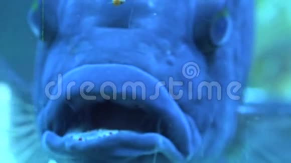 水族馆里的大蓝怪鱼蓝色背景4K超高清超高清视频的预览图