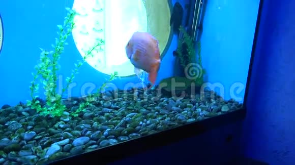 水族馆里的大怪物鱼蓝色背景4K超高清超高清视频的预览图