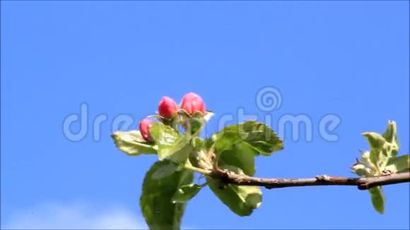 苹果在树上开花春天视频的预览图