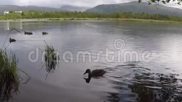 野鸭在池塘水上游泳寻找夏天的食物视频的预览图