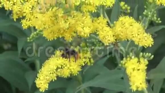 大黄蜂采集花蜜视频的预览图