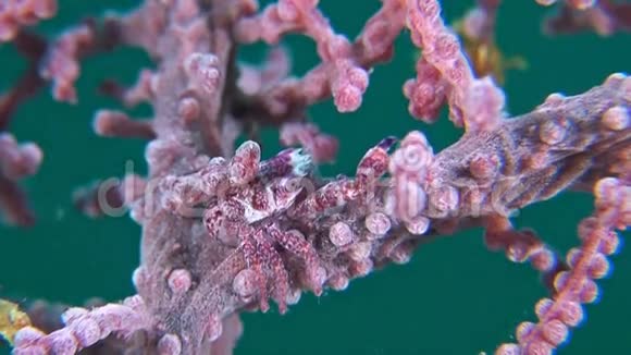 在大猩猩珊瑚中带蛋的瓷蟹视频的预览图