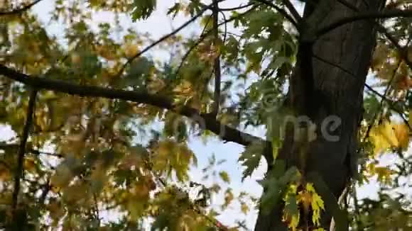 公园里的秋树特写视频的预览图