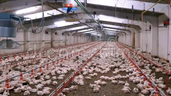 家禽养殖场内部有数千只鸡视频的预览图