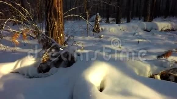 冬天的混合森林里积雪覆盖着太阳视频的预览图