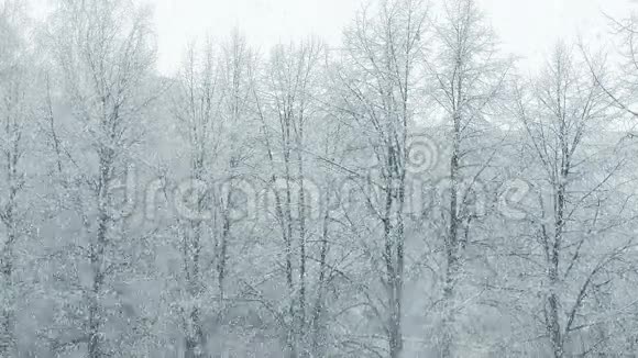 巨型全球雪环树冬季视频的预览图