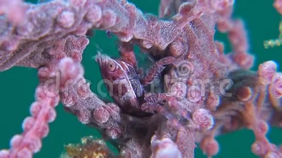 在大猩猩珊瑚中带蛋的瓷蟹视频的预览图