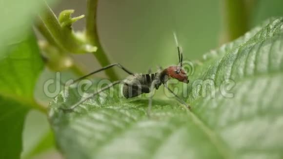 蚱蜢和危险的蚂蚁很相似泰国的模仿性质视频的预览图