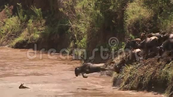 蓝色王尔德贝斯特牛尾迁徙期间穿过马拉河肯尼亚马赛马拉公园视频的预览图