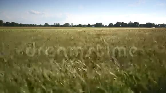 小麦自风动中弹视频的预览图