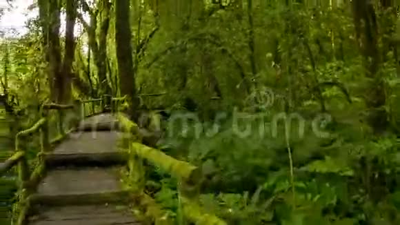 穿过雨林的旅游步道泰国POV视频的预览图