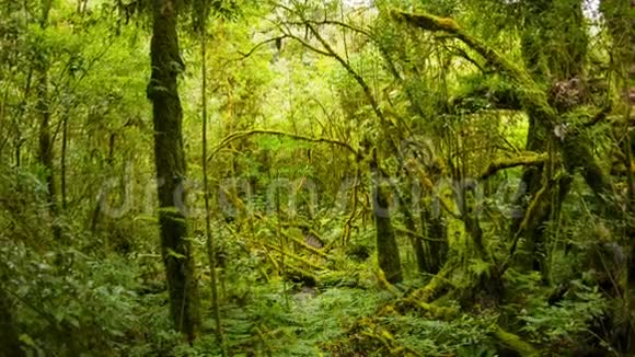 热带雨林的灌丛变焦镜头泰国视频的预览图