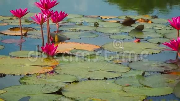 池塘里的睡莲用平底锅射击泰国视频的预览图