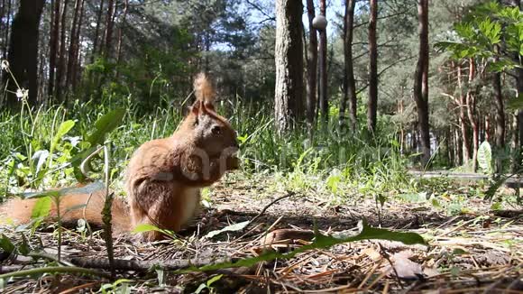 红松鼠在松林里嚼葵花籽视频的预览图