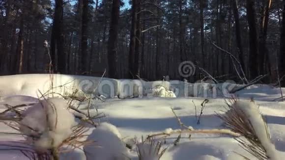 冬日混交林里积雪覆盖着太阳视频的预览图
