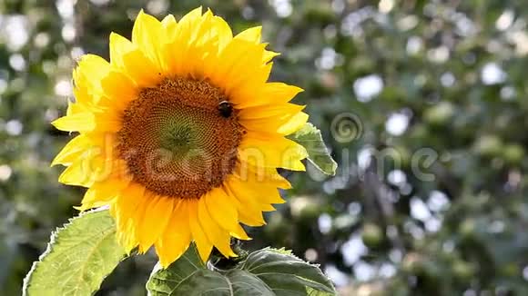 在阳光明媚的夏日向日葵在风中摇曳大黄蜂在花朵上爬行视频的预览图