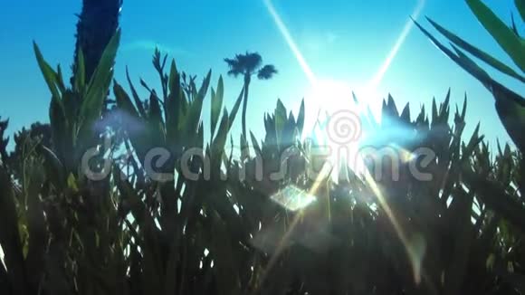 阳光和镜头透过植物闪耀视频的预览图