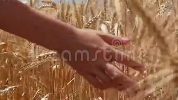 为日落献上小麦视频的预览图