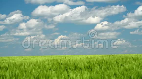 绿色的麦芽在田野里美丽的多云春天的风景视频的预览图
