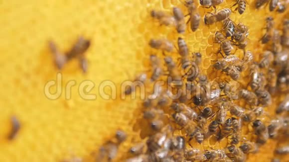 蜜蜂在蜂巢上的特写选择性聚焦生活方式慢动作视频蜜蜂与蜂蜜和蜜蜂视频的预览图