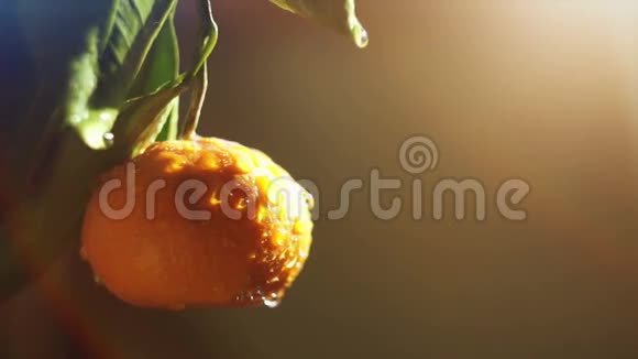 橘子水果在水中喷洒视频的预览图